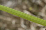 Cogongrass